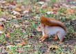 funny red squirrel searches for food in autumnal park