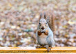 funny young squirrel sitting on a bench with a nut against blurred ground background