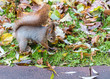 red fluffy squirrel searching for food among dry yellow leaves 