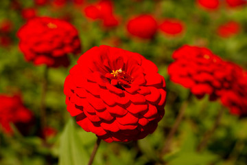Wall Mural - Zinnia flowers in the meadow. Red flowers of zinnia on flowerbed. Macro. Flowers on a summer meadow on a blurred green background.