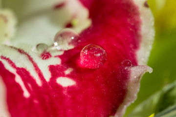 drop on flower 2