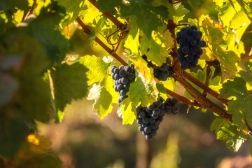  Bunch of ripe blue grapes with fresh green leaves, natural agricultural sunny background of vineyard for winemaking
