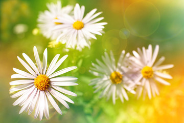 Wall Mural - Chamomile in soft light. Macro. Chamomile flowers on a meadow in soft green and yellow light. Summer flowers on a blurry bokeh background.