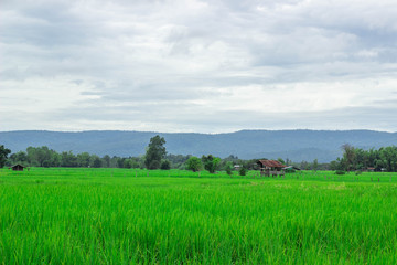 Green rice field near the mountain Beautiful landscape