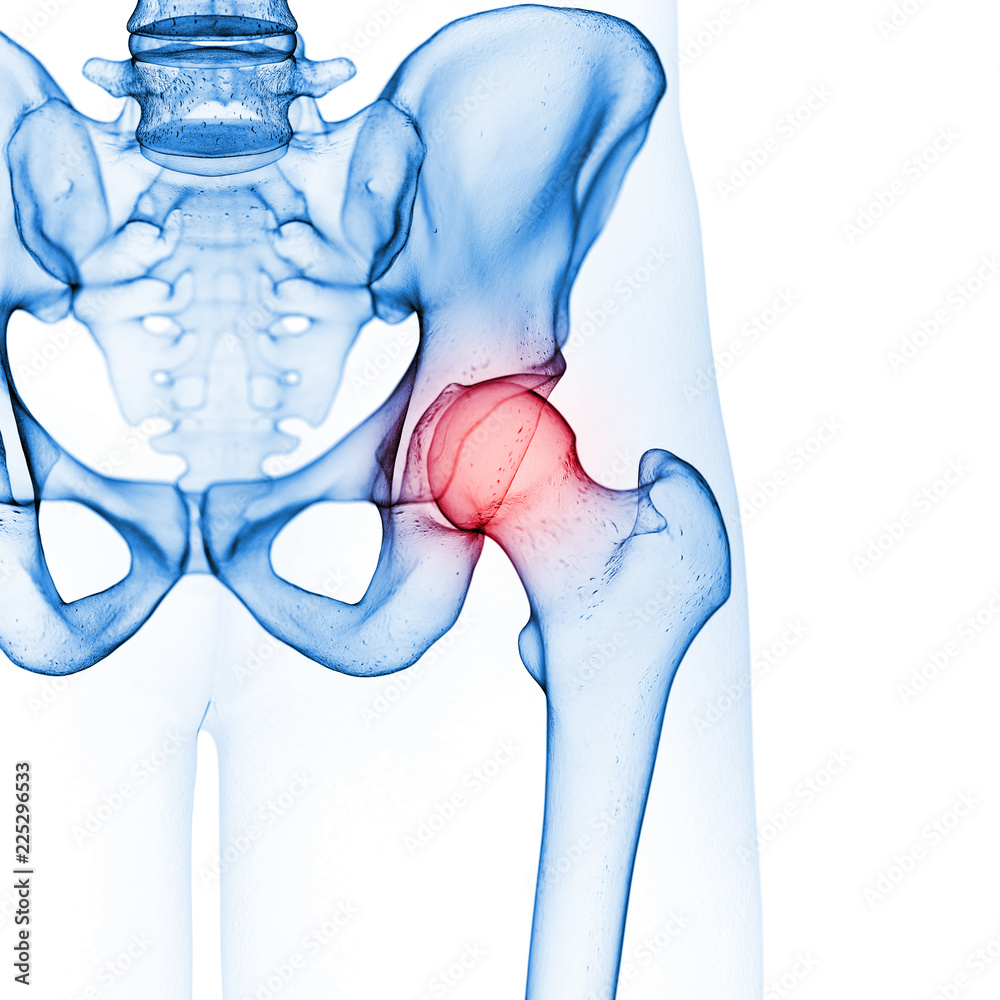 3d rendered medically accurate illustration of the hip joint - obrazy, fototapety, plakaty 
