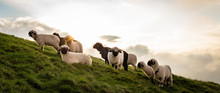 Eine Herde Schafe Am Berg