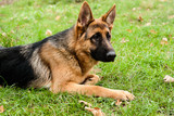 Fototapeta Psy - German shepherd dog