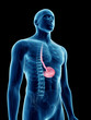 © Sebastian Kaulitzki - 3d rendered medically accurate illustration of a mans stomach