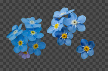 Blue Forget Me Not Spring Flowers On Transparent Grid Background. Photo Realism Macro. Decorative Elements For Greeting Cards, Invitations. Vector Set For Your Design.