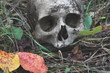 The remains of medieval warrior on the battlefield in autumn. Real human skull on nature grass field. Gothic background