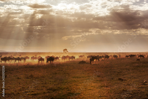Fotografía Large group of african buffalos in savanna.
