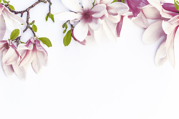 Beautiful magnolia flowers/Magnolia and peach flowers on white background with copy space