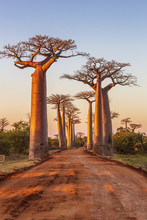 Baobab Tree Africa Free Stock Photo - Public Domain Pictures