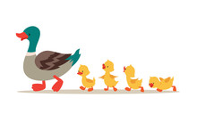 Mother Duck And Ducklings. Cute Baby Ducks Walking In Row. Cartoon Vector Illustration. Duck Mother Animal And Family Duckling