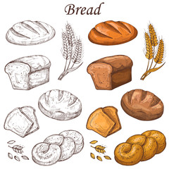 Wall Mural - Line and colored bakery vector elements. Loaf of breads isolated on white background. Bread loaf for breakfast, fresh snack bake illustration