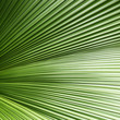 © srckomkrit - Lines and textures of Green Palm leaves