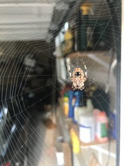 spider on web