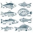 Sketch fishes. Trout and carp, tuna and herring, flounder and anchovy. Hand drawn commercial fish vector set. Seafood fish, sea food, ocean sketch animal illustration