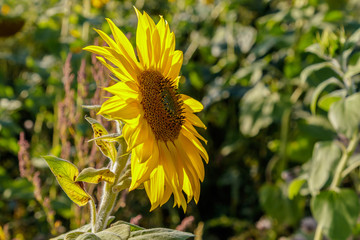 beautiful, colorful sunflowers grow