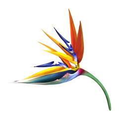 Wall Mural - 3d rendering strelitzia flower on white
