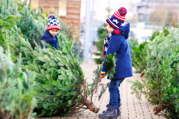 Wall Mural - two little kid boys buying christmas tree in outdoor shop