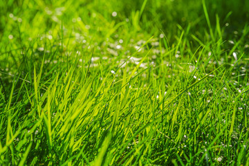 Green Lawn in Summer park.