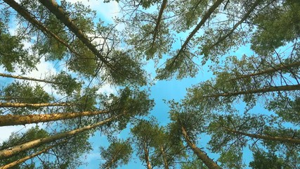 Wall Mural - High pines and sky at beautiful day. Pine forest.