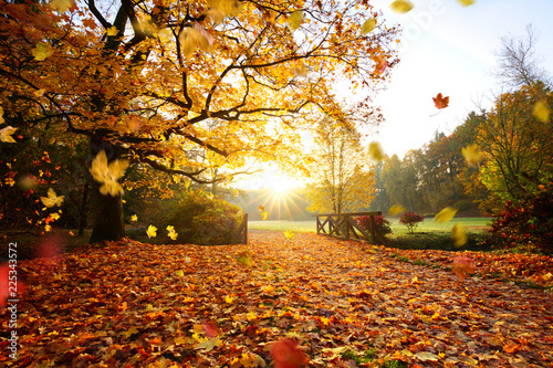 Obrazy pomarańczowe  jesienny-las-piekne-wiejskie-krajobrazy