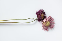 Dried Flowers On White
