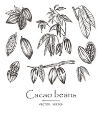 Vector illustration. Sketched hand drawn cacao beans, cacao tree leafs and branches. Chalk style vector set.
