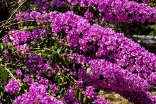 Bougainvillea Hedge Free Stock Photo - Public Domain Pictures