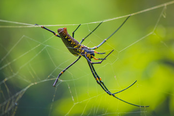 Spider On A Web