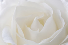 Close Up Of Beautiful White Rose Flower