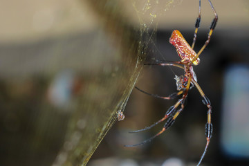 Sideview of a banana spider