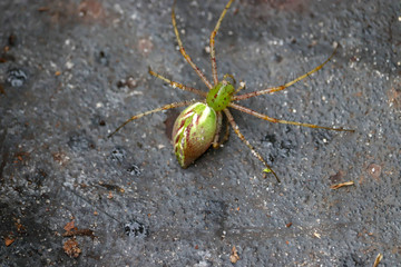 Beautiful Green Florida Spider