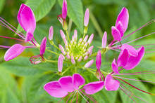 Pink Spider Flower ( Cleome Spinosa ) In Close Up