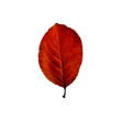 Autumn red  leaf isolated on the white background. Fall leaves.