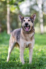 German Shepherd Mix Dog Posing Outdoors