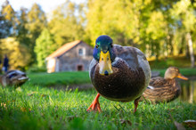 Duck On A Green Meadow