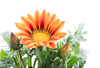 Colorful  Gazania plant isolated on white