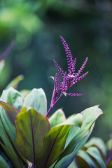 elegant purple flower buds 2