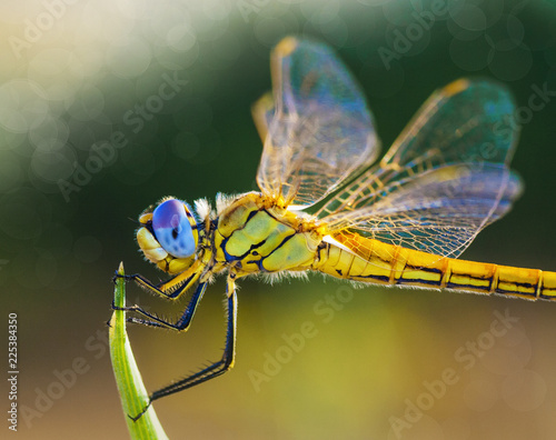 macro de un insecto en el campo