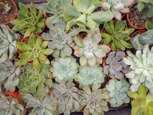 Different Small Piurple And Green Echeveria Succulents ( Crassulaceae) Aligned Next To Each Other