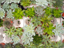 Different Small Piurple And Green Echeveria Succulents ( Crassulaceae) Aligned Next To Each Other In A White Loading Tray