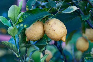 Two lemons in a garden