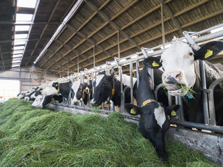 spotted black holstein cows feed from green grass inside barn on dutch farm in holland