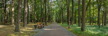 Panoramic View Of The Public City Park With A Bench On The Edge Of A Neat Shady Alley Lined With Tall Trees