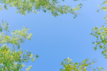 Wall Mural - green crown trees view from below into the sky. green crown of trees against the sky. view of the sk