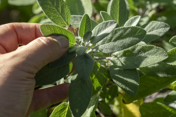 Wall Mural - Common Sage (Salvia officinalis) aromatic herb and spice. Hand pick up salvia plant