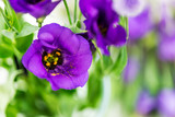 Beautiful Bouquet of Purple Eustoma flowers, Lisianthus